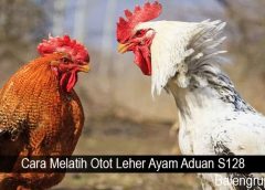 Cara Melatih Otot Leher Ayam Aduan S128